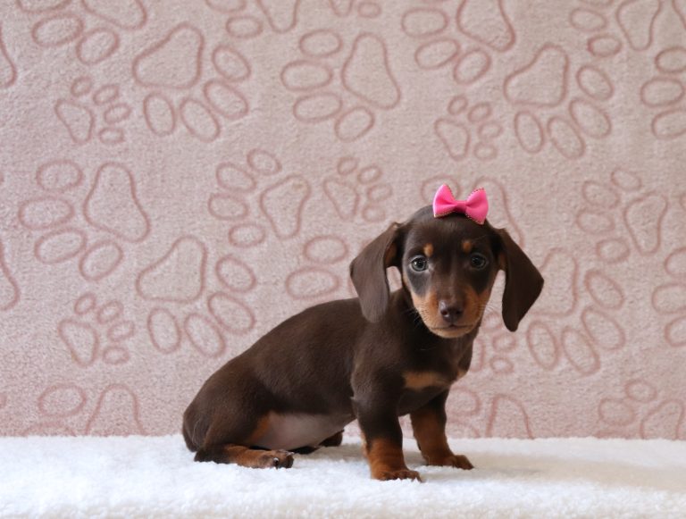 Patrina-0540a-puppy-mini-dachshund-Puppy-Lodge