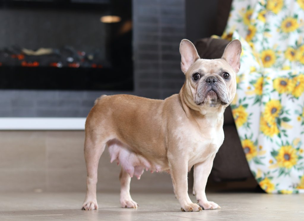 Rarps-Precious fluffy frenchie-the puppy lodge