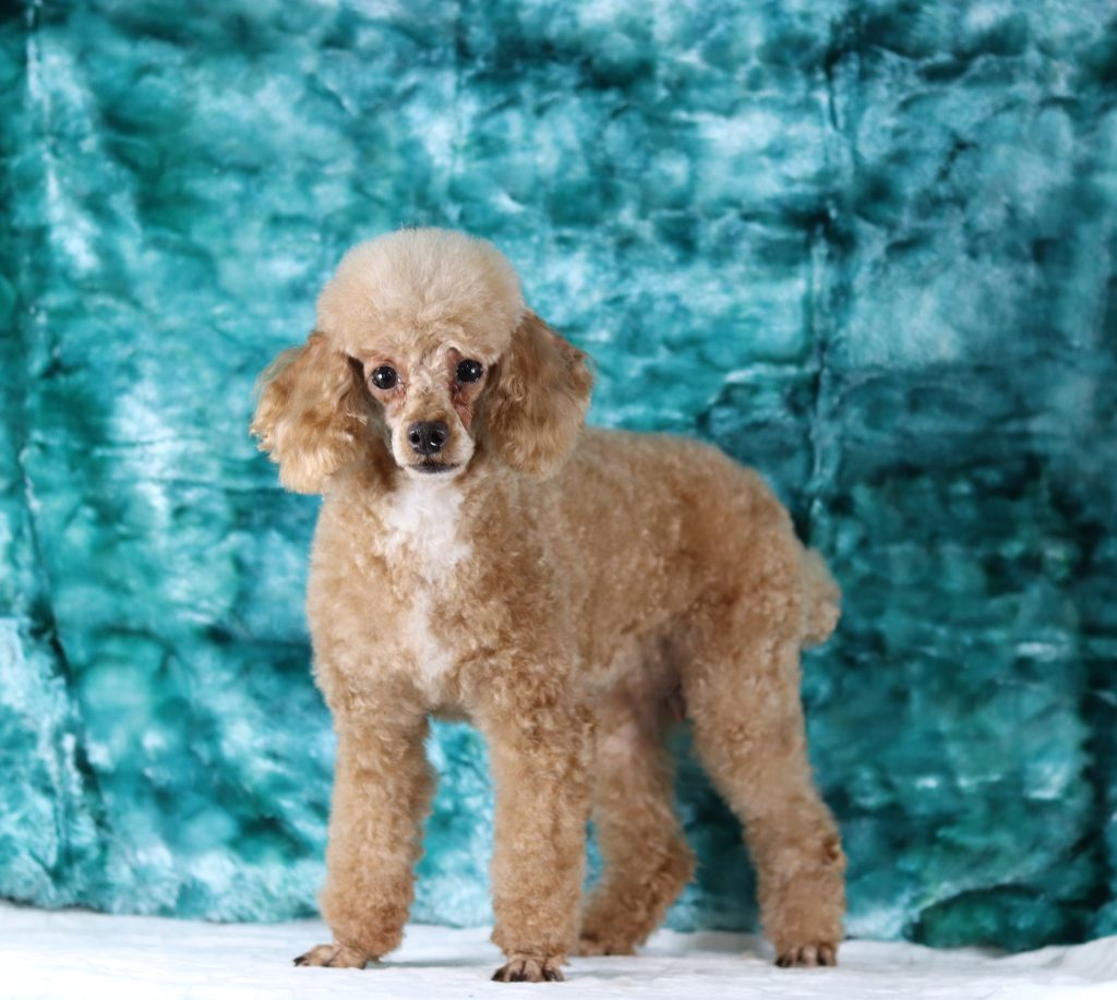 Fluffy brown poodle standing on a white floor with a teal textured backdrop behind it.