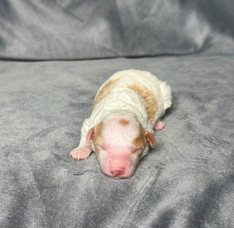 crystal-litter mini poodle-the puppy lodge