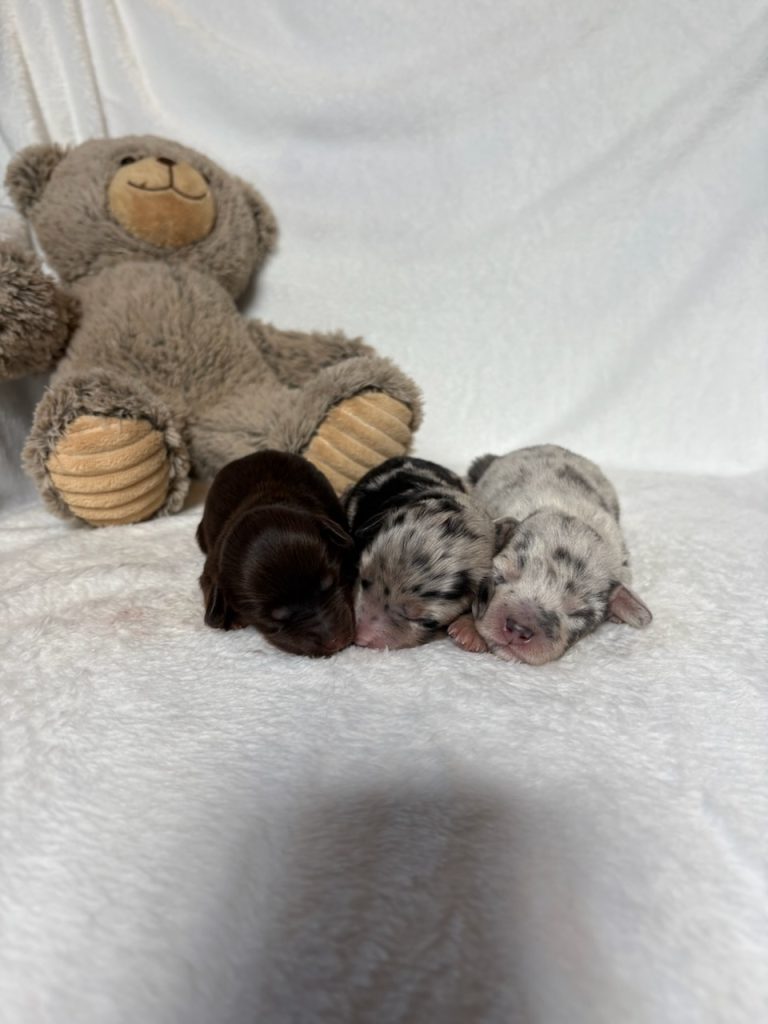 gloria-litterdoxypoo-the puppy lodge