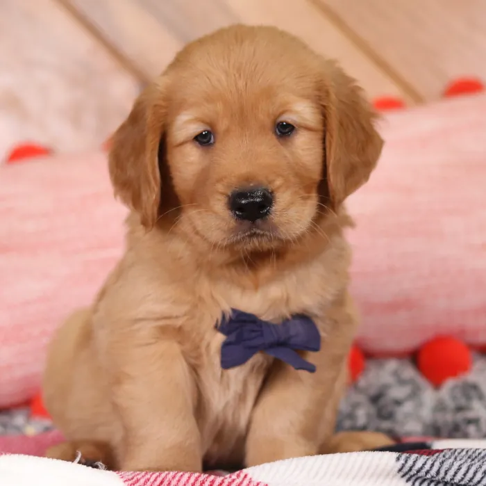 Golden Retriever Puppy For Sale - The Puppy Lodge