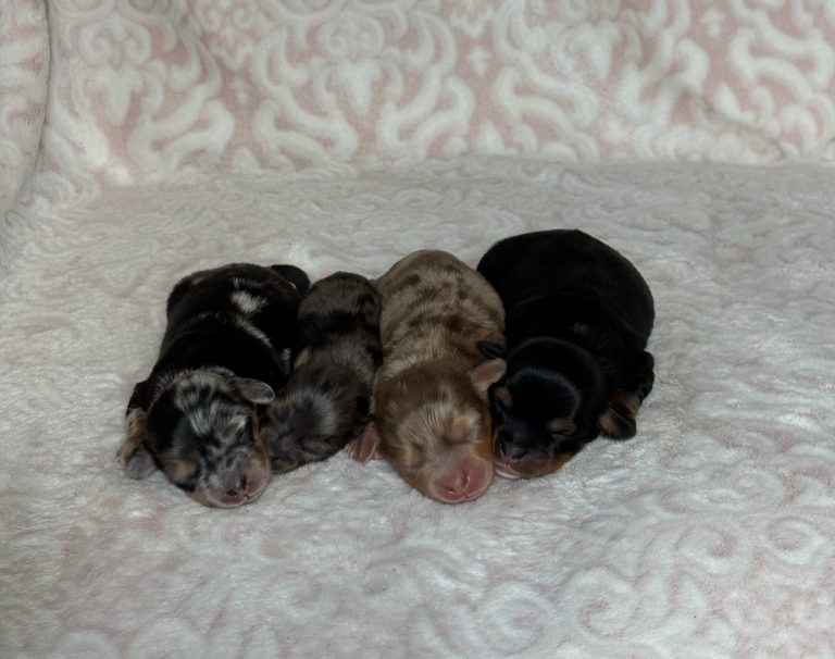 gretchen-litter doxipoo-the puppy lodge