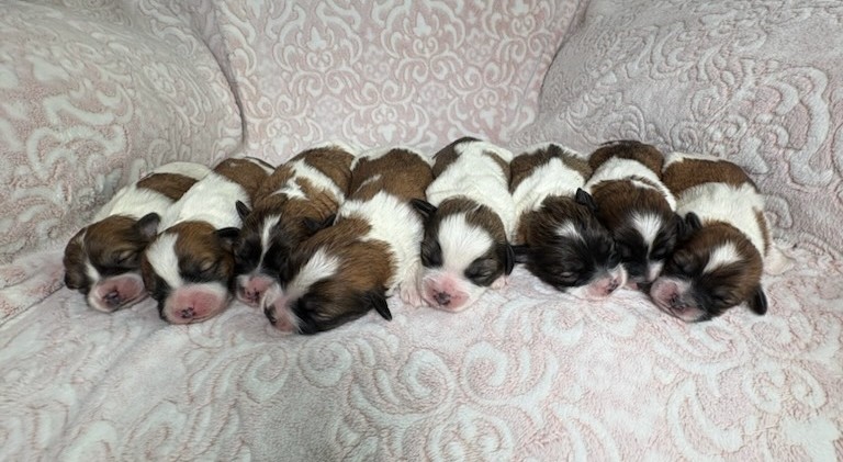 nichole-litter-teddy bear-the puppy lodge