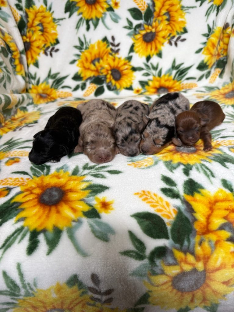 Pansy litter doxypoo-the puppy lodge