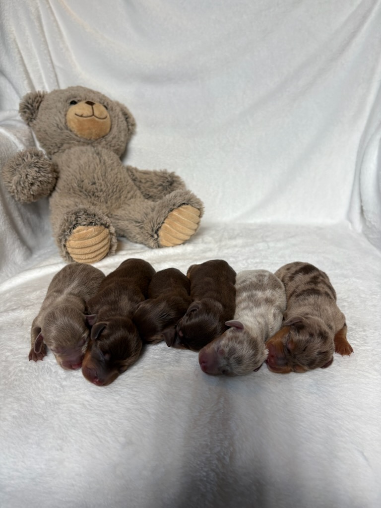 petunia-litter-dachshund-the puppy lodge