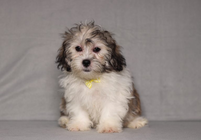 0141aaa nalen the teddy bear-the puppy lodge