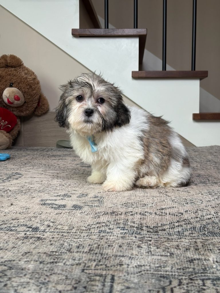 0141a Nalen the teddy bear-the puppy lodge