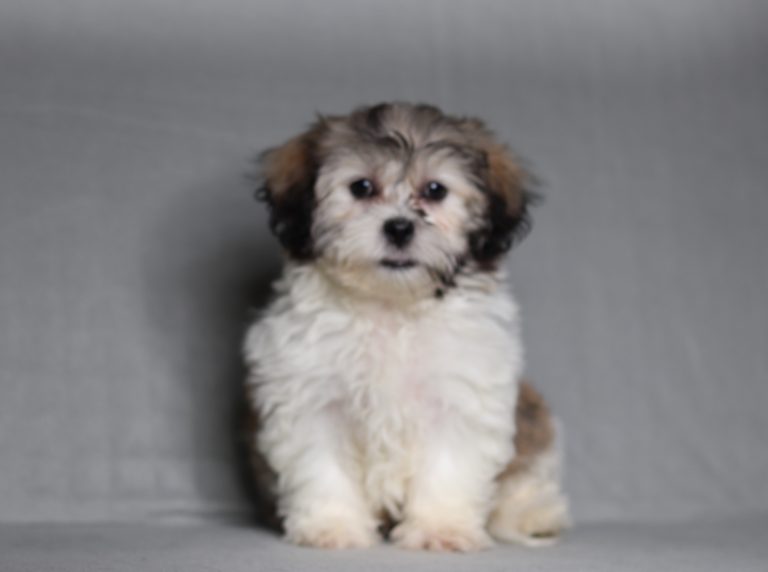 0141aaa nalen the teddy bear-the puppy lodge