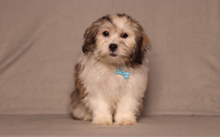 0141aaa nalen the teddy bear-the puppy lodge