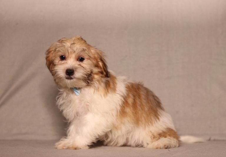 0142aaa nemo the teddy bear-the puppy lodge