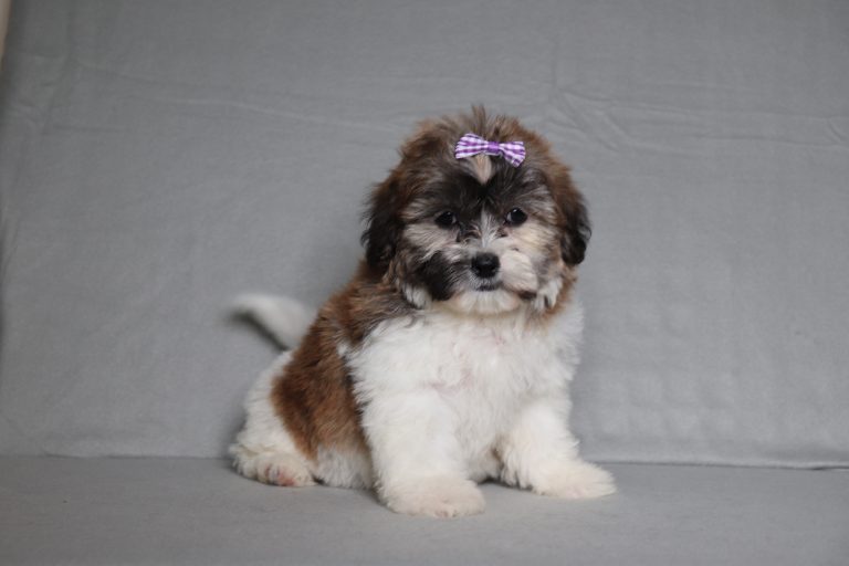 0143aaaNatalie the teddy bear-the puppy lodge