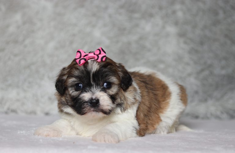 0143aNatalie the teddy bear-the puppy lodge