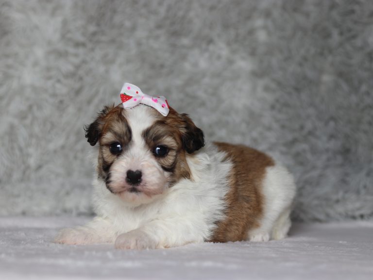 0144aaNatasha the teddy bear-the puppy lodge
