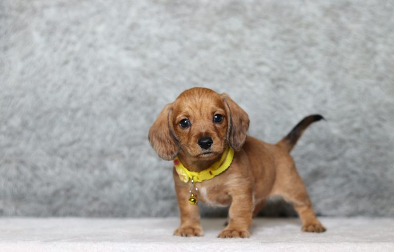 0149aaa Gunner the doxiepoo-the puppy lodge