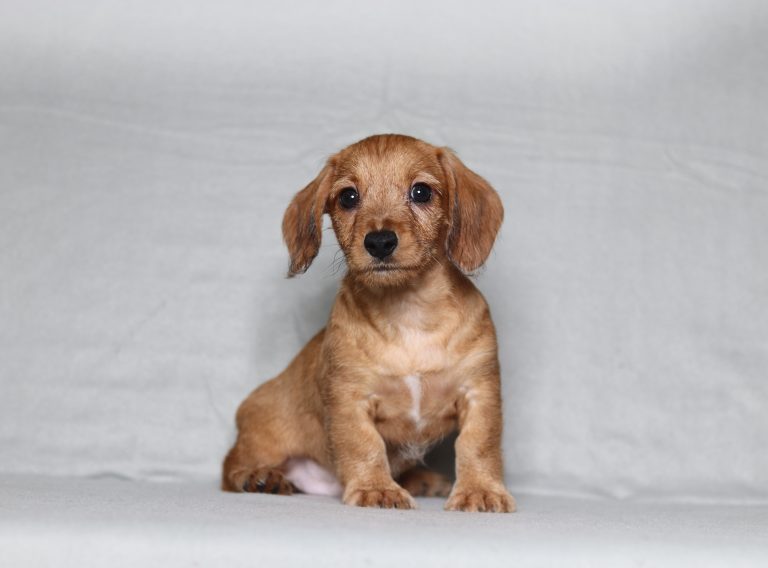 0149aa Gunner the doxypoo-the puppy lodge
