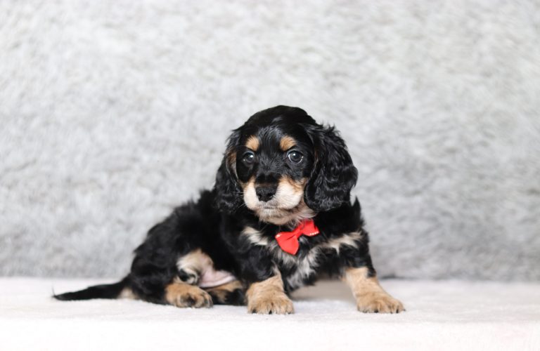 0150aaGreyson the doxypoo-the puppy lodge