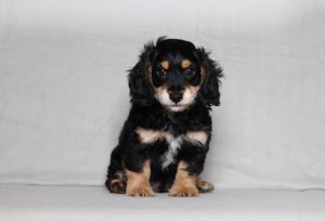0150aa Greyson the doxypoo-the puppy lodge