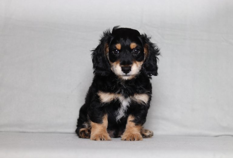 0150aa Greyson the doxypoo-the puppy lodge