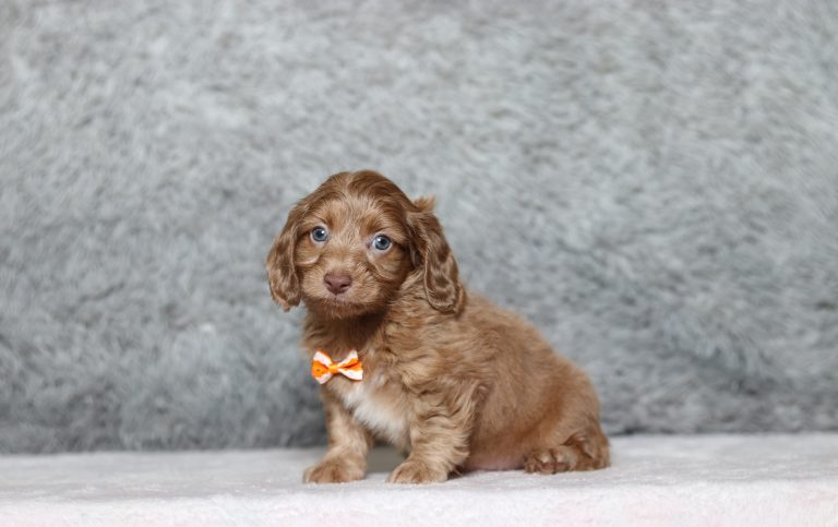 0154aaaGregory the doxypoo-the puppy lodge