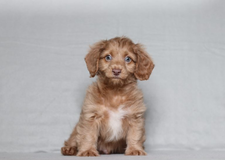 0154aaa Gregory the doxypoo-the puppy lodge