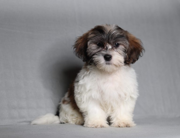 0157aaa norman the teddy bear-the puppy lodge