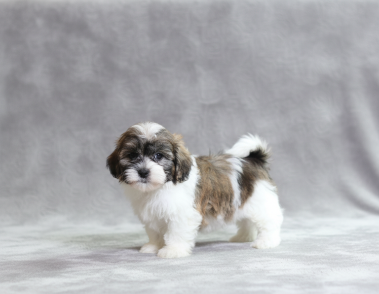 0157aa Norman the teddy bear-the puppy lodge
