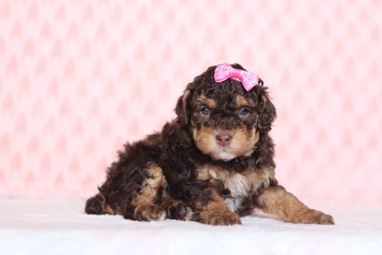 0528aaaSally the mini poodle-the puppy lodge
