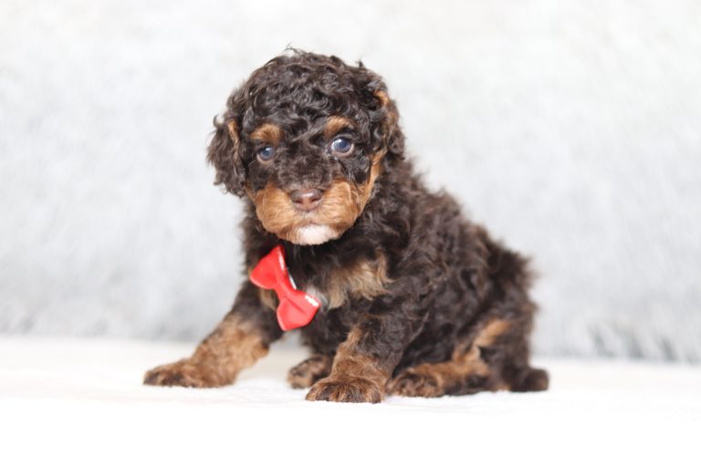 0531aSarmen the mini poodle-the puppy lodge