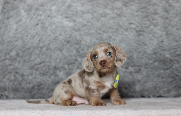 0533aaaa George the doxiepoo-the puppy lodge