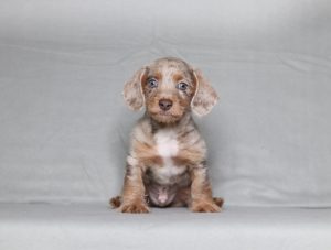 0533aa George the doxypoo-the puppy lodge