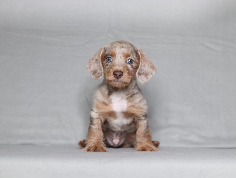 0533aa George the doxypoo-the puppy lodge