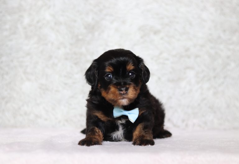 0661aa Gorgeous the mini doxypoo-The Puppy Lodge