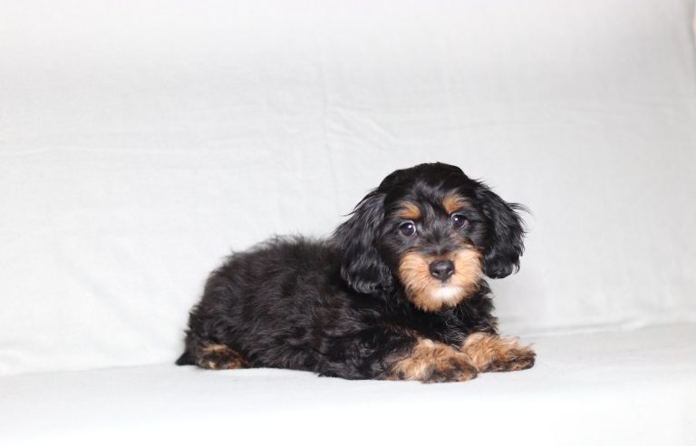 0661aaa Gorgeous the doxypoo-the puppy lodge