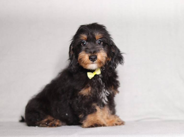 0661aaa gorgeous the mini doxypoo-the puppy lodge