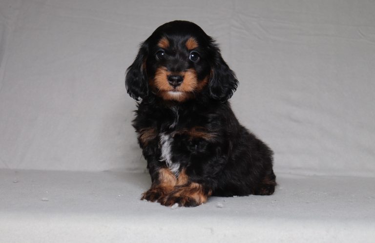 0661aaa- Gorgeous the doxypoo the puppy lodge