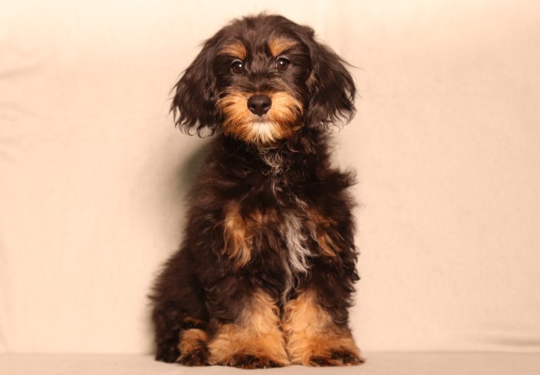 0661aaa gorgeous the doxypoo-the puppy lodge