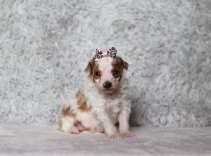 0670aa Cara the Mini Poodle-The Puppy Lodge