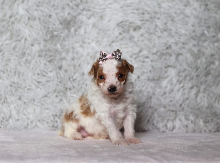 0670aa Cara the Mini Poodle-The Puppy Lodge