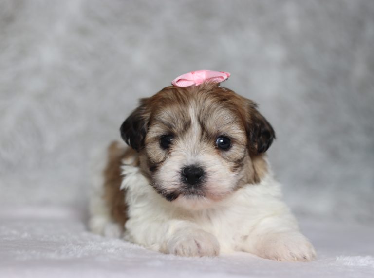 0671aNelli the teddy bear-the puppy lodge