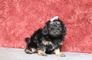 0676aaaReese the doxypoo-the puppy lodge