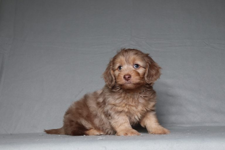 0680aa Gamer the doxypoo-the puppy lodge