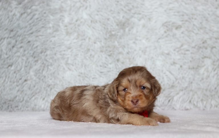 0680aaa Gamer the doxypoo-The Puppy Lodge