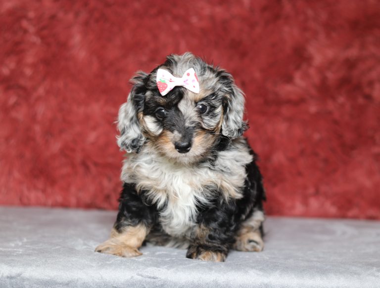0682aaRojo the doxypoo-the puppy lodge
