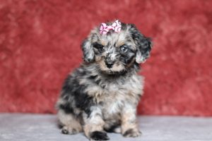 0684aaaRose the doxypoo-the puppy lodge