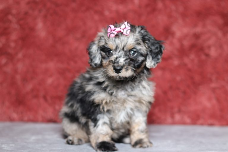 0684aaaRose the doxypoo-the puppy lodge