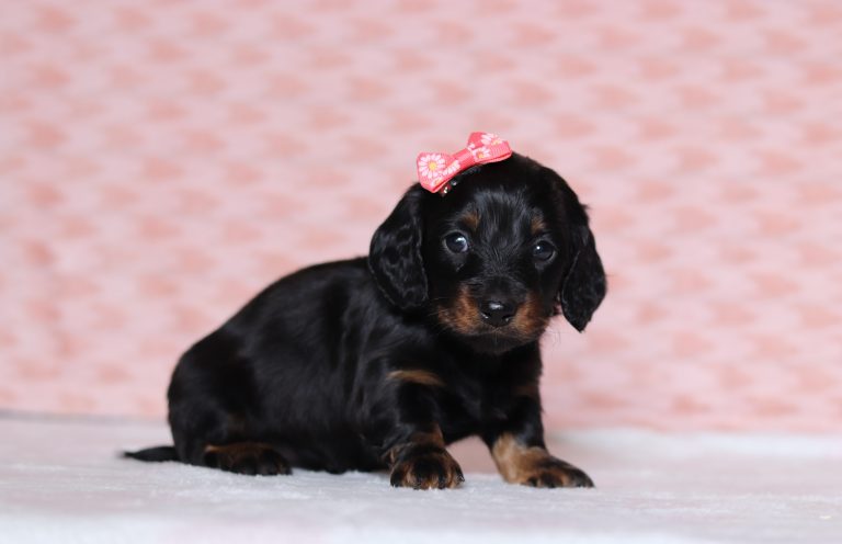 0687aMorgan the dachshund-the puppy lodge