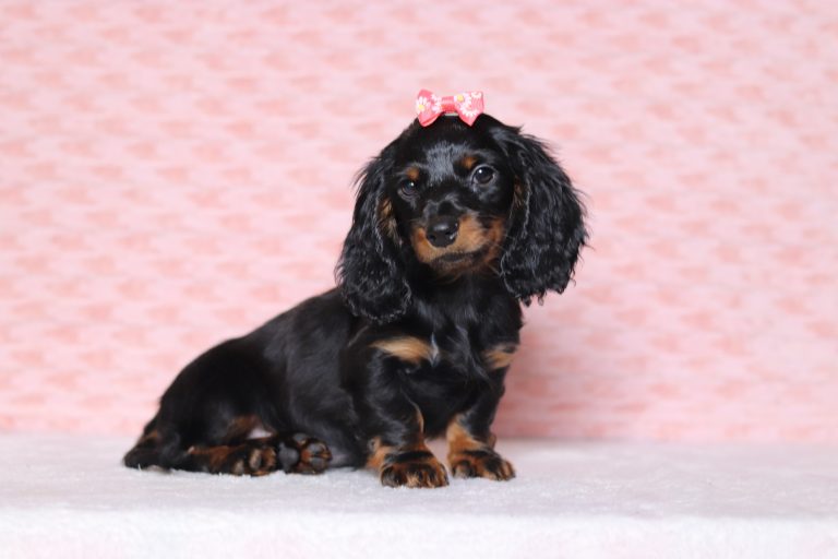 0687aaa morgan the dachshund-the puppy lodge