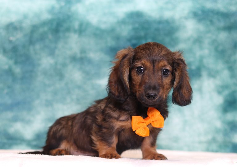 2911aaaDiamond the dachshund-the puppy lodge
