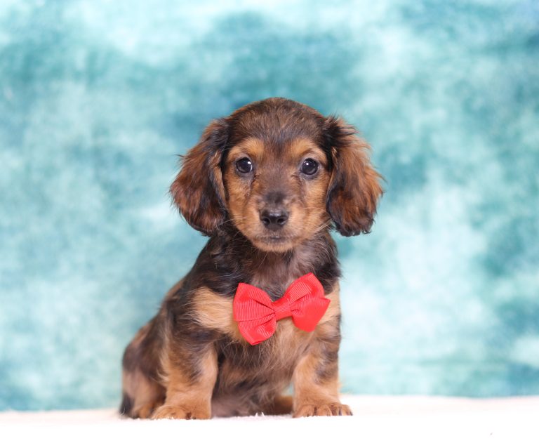 2912aaa-Dustin the dachshund-the puppy lodge
